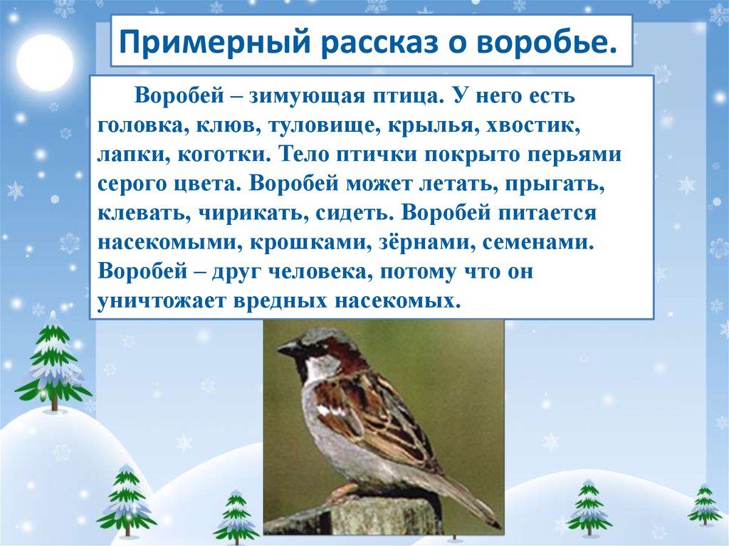 Слово ее воробей. Рассказ про воробья. Рассказ о зимующих птицах. Зимующие птицы для дошкольников. Предложения о зимующих птицах.