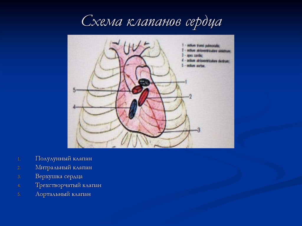 Сердце и клапаны схема