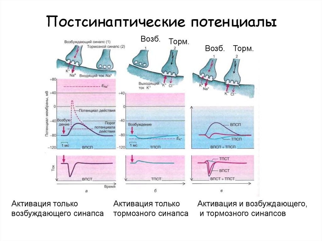 Возбуждающие и тормозные синапсы. Механизм возникновения постсинаптического потенциала. Механизм возбуждения постсинаптического потенциала. Ионные механизмы постсинаптические потенциалы. Тормозной постсинаптический потенциал ионный механизм.