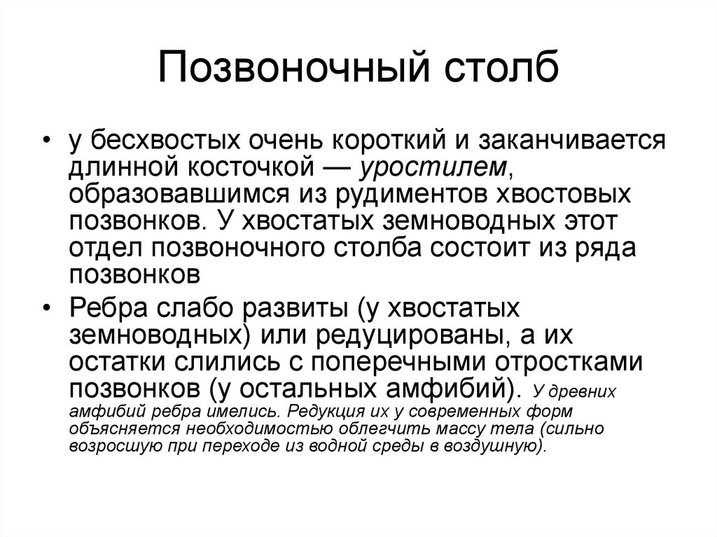 Группы позвоночных. Функции уростиля. Редукция хвостовых позвонков; сходные группы крови..