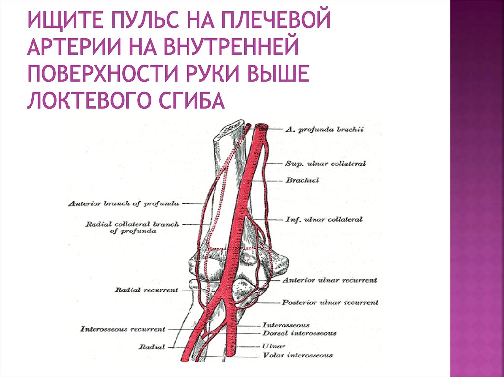 Плечевая артерия