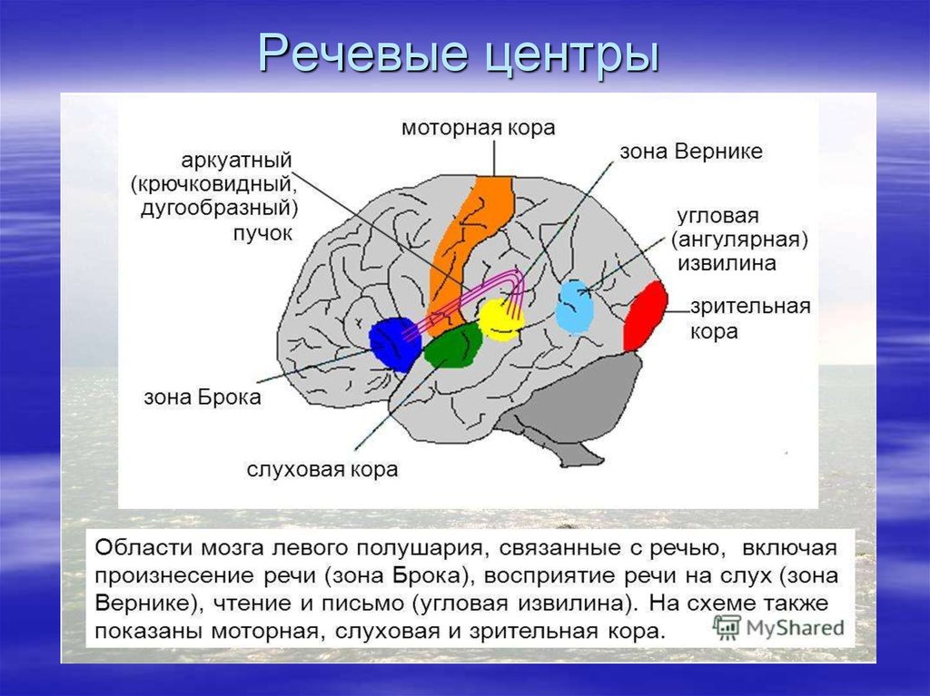 В каком отделе мозга находится центр слуха. Зоны головного мозга Брока и Вернике. Корковые речевые зоны мозга. Речевой центр в головном мозге. Центры речи.