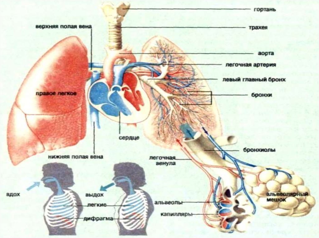 Средства влияющие на функции дыхания. Лс влияющие на функции органов дыхания. Лекарственные средства влияющие на функции органов дыхания. Средства влияющие на функции органов дыхания фармакология. Дыхательная система схема фармакология.