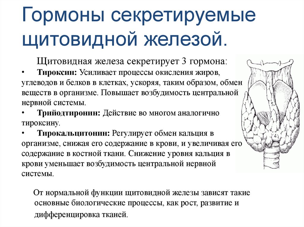 Установи рисунок на котором изображена железа вырабатывающая гормон тироксин