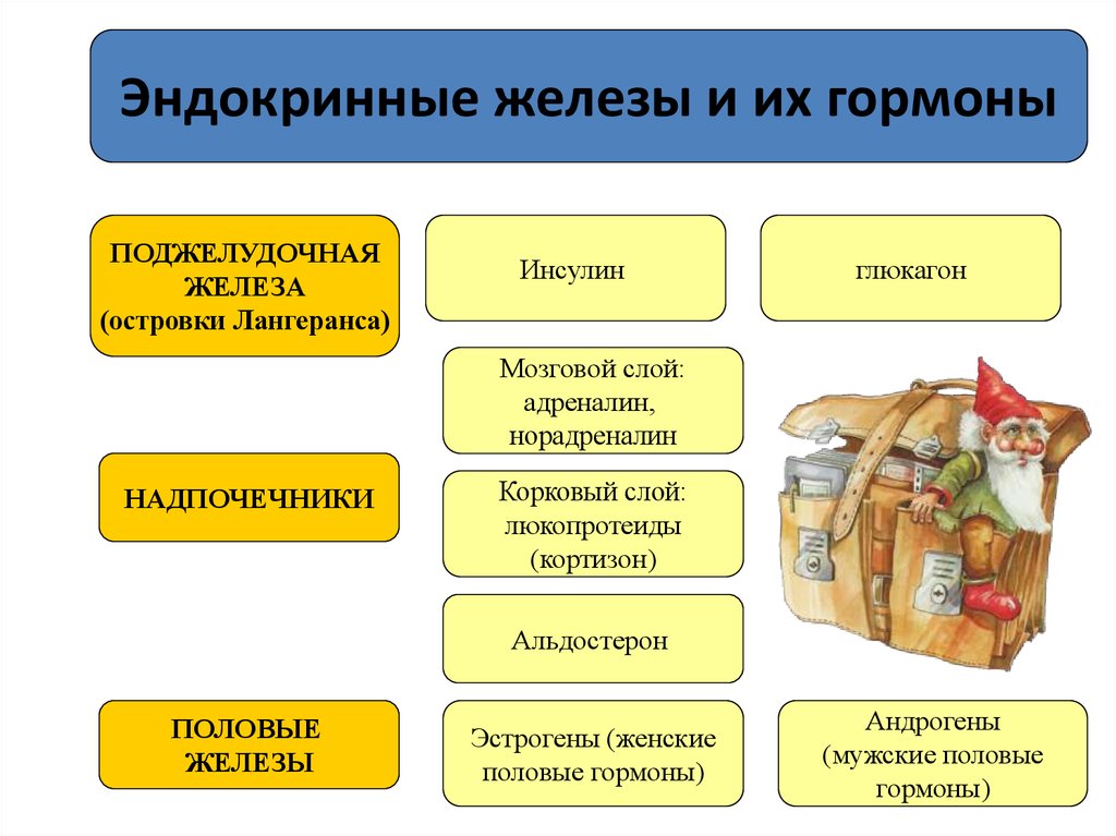 Презентация внутренняя секреция