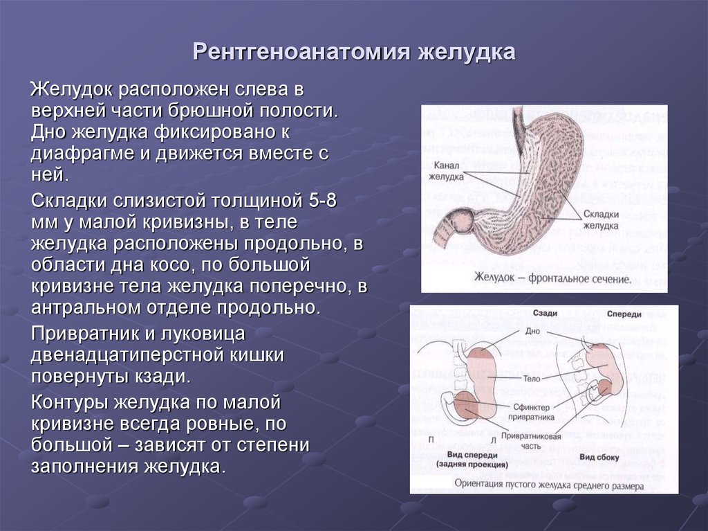 Какие железы расположены в желудке. Строение желудка привратник. Анатомия желудка рентген. Рентгеноанатомия желудка. Малая кривизна желудка.