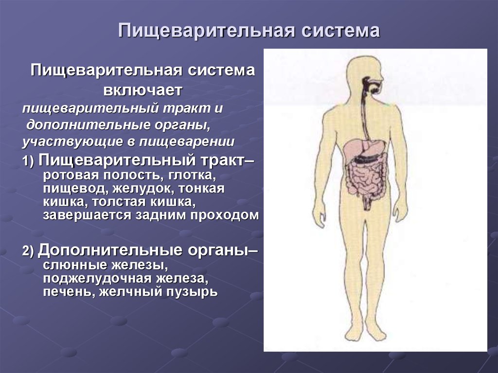 Заболевание органов пищеварения 8 класс презентация