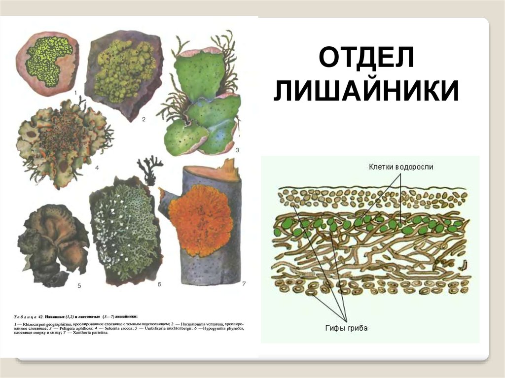 Лишайники в систематике растений. Растения грибы лишайники. Лишайники классификация. Отдел лишайники общая характеристика. Грибы и лишайники биология
