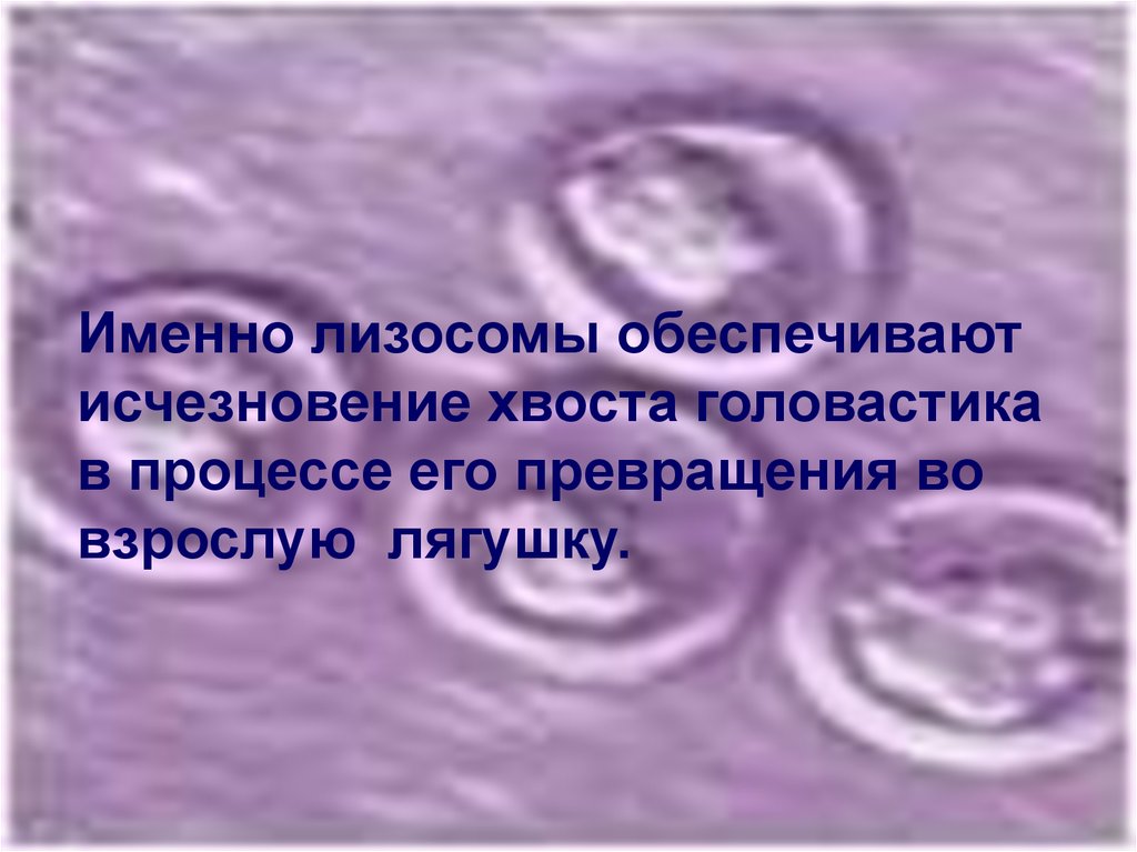 Исчезновение хвоста. Какой органоид обеспечивает исчезновение хвоста у головастика. Органоиды исчезновение хвоста у головастика. Исчезновение хвоста у головастиков из за лизосом. Органоид отвечающий за исчезновение хвоста у головастика.