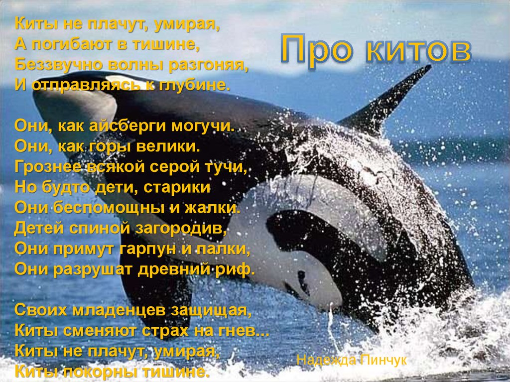 Стих про кита. Всемирный день защиты морских млекопитающих и Всемирный день китов. 23 Июля Всемирный день китов и дельфинов. Всемирный день защиты морских млекопитающих (день кита). День китов 19 февраля.