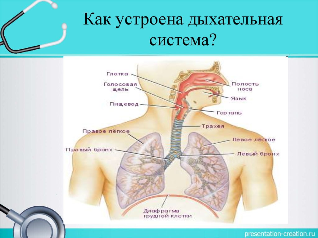 Помощь органам дыхания. Дыхательная система. Как устроена дыхательная система. Как устроена система дыхания. Как устроена система органов дыхания.