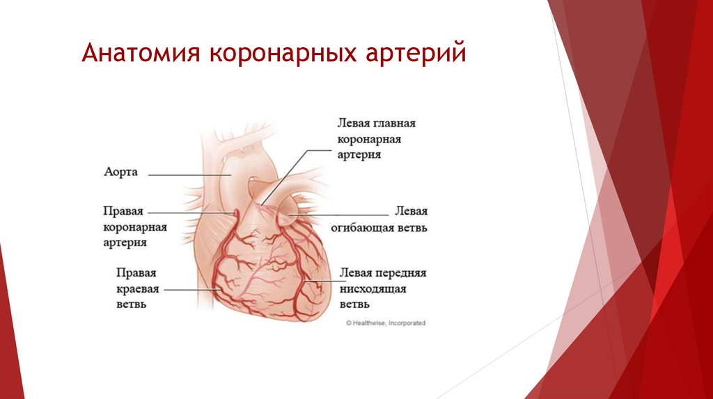 Коронарные артерии фото