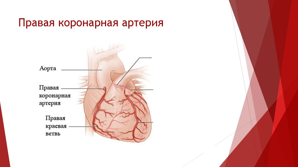 Коронарные артерии это