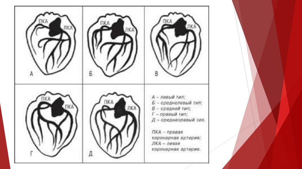 Сегменты сердца на узи схема