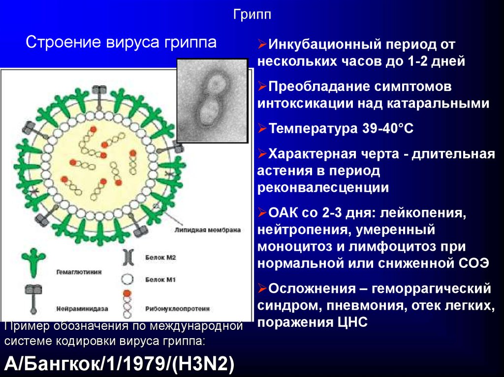Вирус гриппа семейство. Схема строения вируса гриппа. Вирус гриппа схема. Вирус гриппа микробиология. Структура вируса гриппа микробиология.