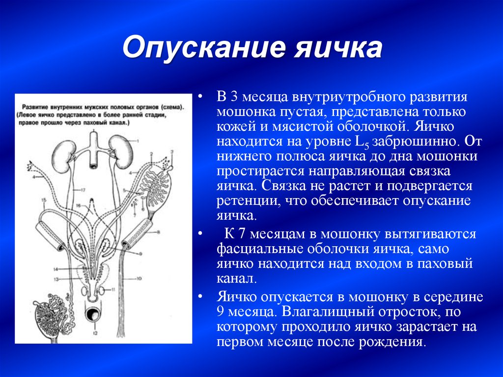 Схема опускания яичка