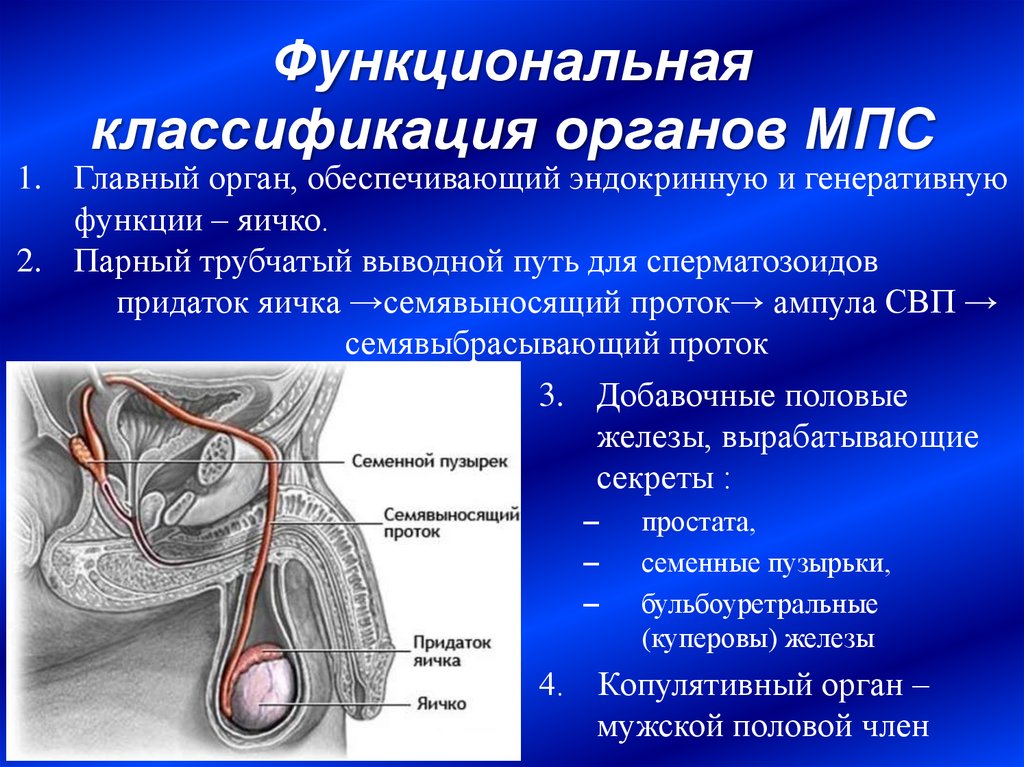 Общий план строения мужской половой системы