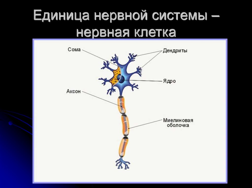 Основа нервной клетки. Нейрон структурно функциональная единица. Нервная система строение нейрона. Нейрон строение и функции. Нервная ткань строение нейрона.