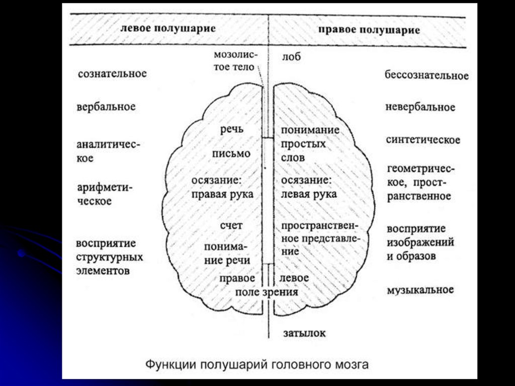 Правое полушарие головного мозга. Функции левого полушария головного мозга. Функции левого и правого полушария таблица. Функции левого и правого полушария головного мозга. Функции левого и правого полушария головного мозга таблица.