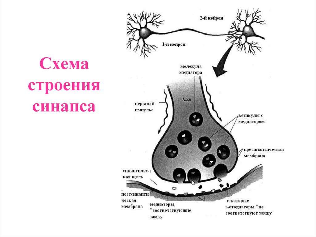 Что такое синапс. Строение нейрона и синапса. Схема строения нейрона и синапса. Строение нейрона и синапса рисунок. Передача импульсов в синапсе схема.