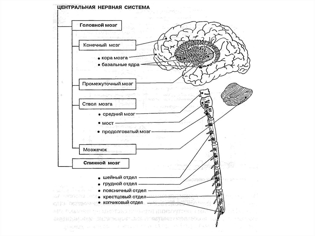 Последовательность расположения элементов. Строение головного мозга схема нервная система. Схема строения центральной нервной системы человека. Схема ЦНС центральной нервной системы. Общий план строения ЦНС головной и спинной мозг.