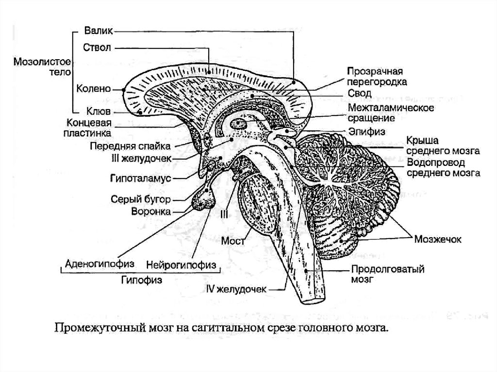 Промежуточный мозг образования. Промежуточный мозг Сагиттальный срез. Промежуточный мозг анатомия строение. Промежуточный мозг внешнее строение. Головной мозг строение промежуточный.
