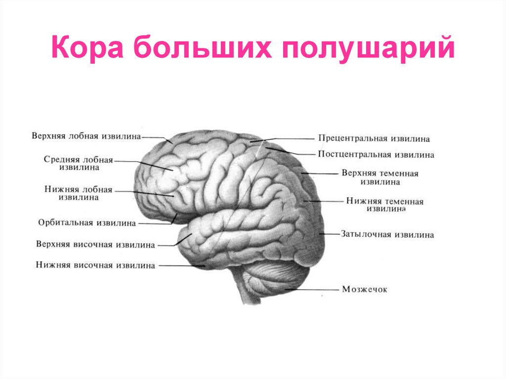 Появление коры мозга. Строение коры больших полушарий анатомия.