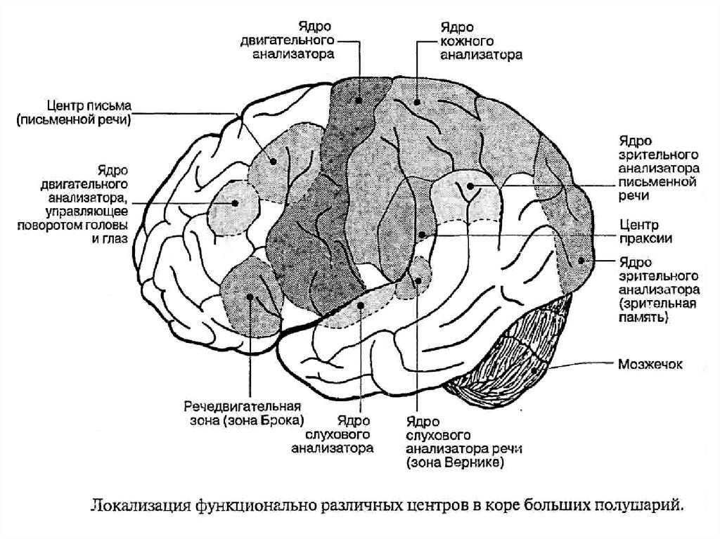 Обонятельные зоны мозга