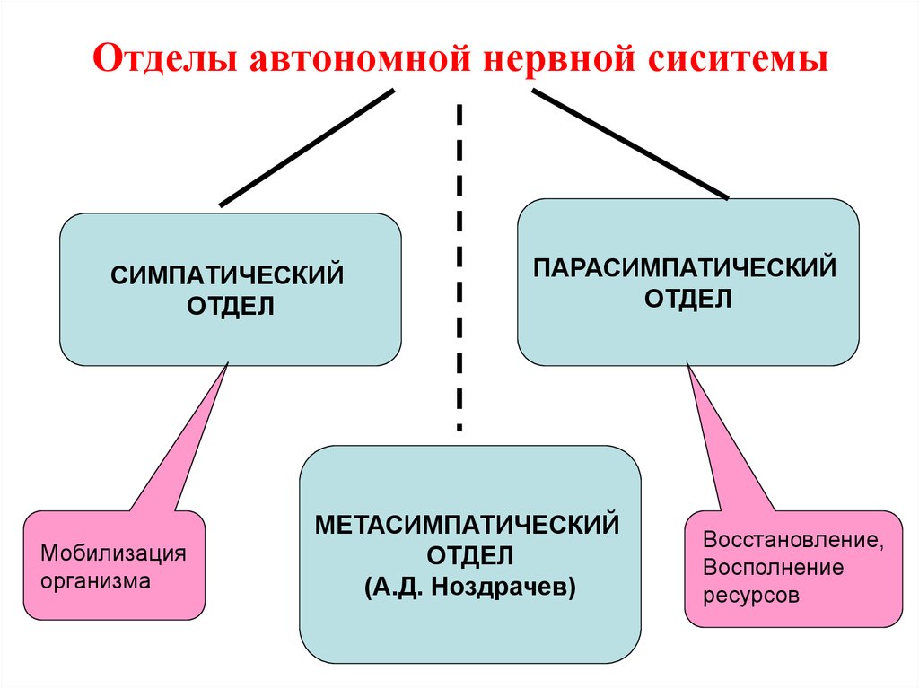 Автономный отдел нервной системы презентация 8 класс