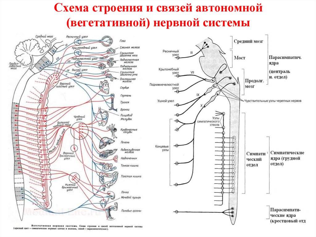 Вегетативные связи. Симпатическая нервная система анатомия схема. Схема строения вегетативной нервной системы. Вегетативный отдел нервной системы анатомия. Схема иннервации вегетативной нервной системы.