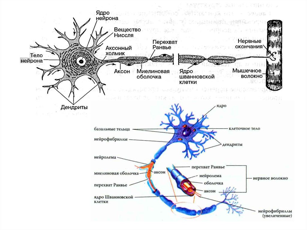 Тело нервной клетки. Строение ядра нейрона. Нервная клетка строение ядрышко. Ядро нейрона функции. Строение ядра клетки нейрона.