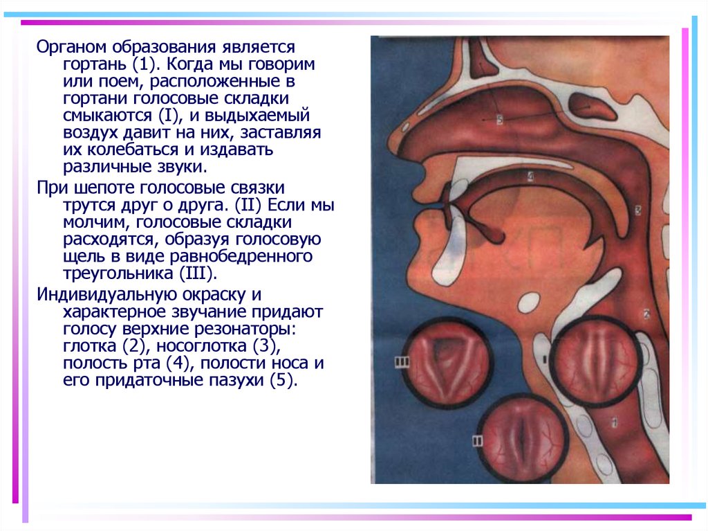 Органы образования. В гортани происходит формирование. Образование голоса орган. Органы говорят.