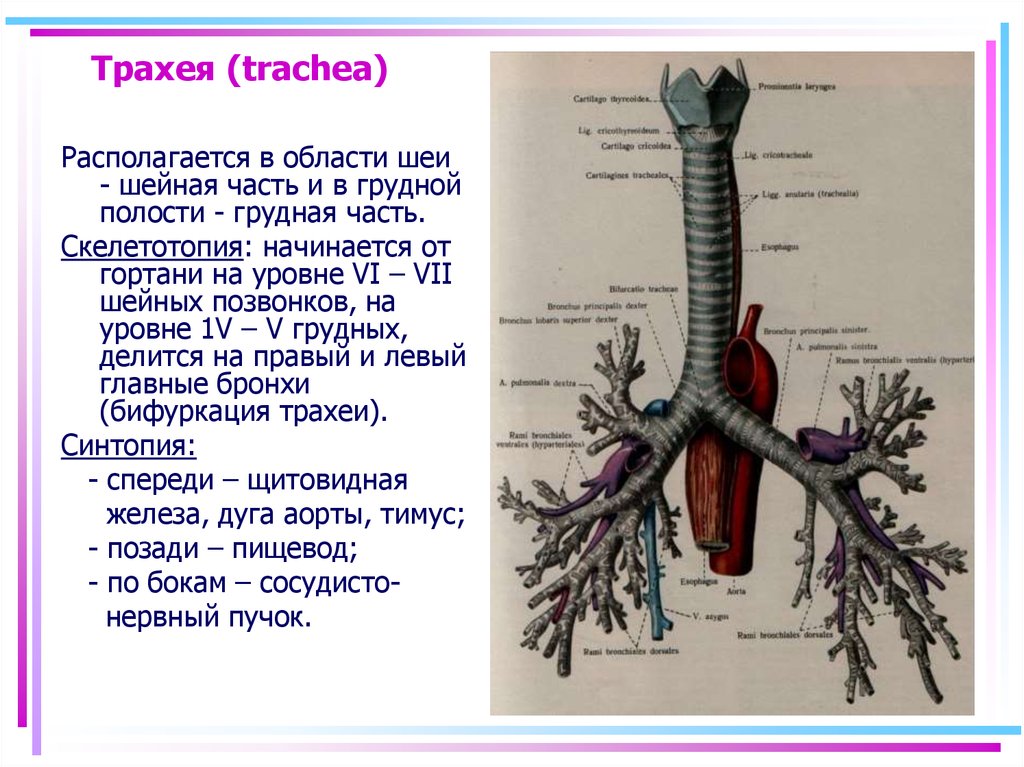 Дыхательная латынь. Киль трахеи анатомия. Трахея и бронхи функции. Топография трахеи.