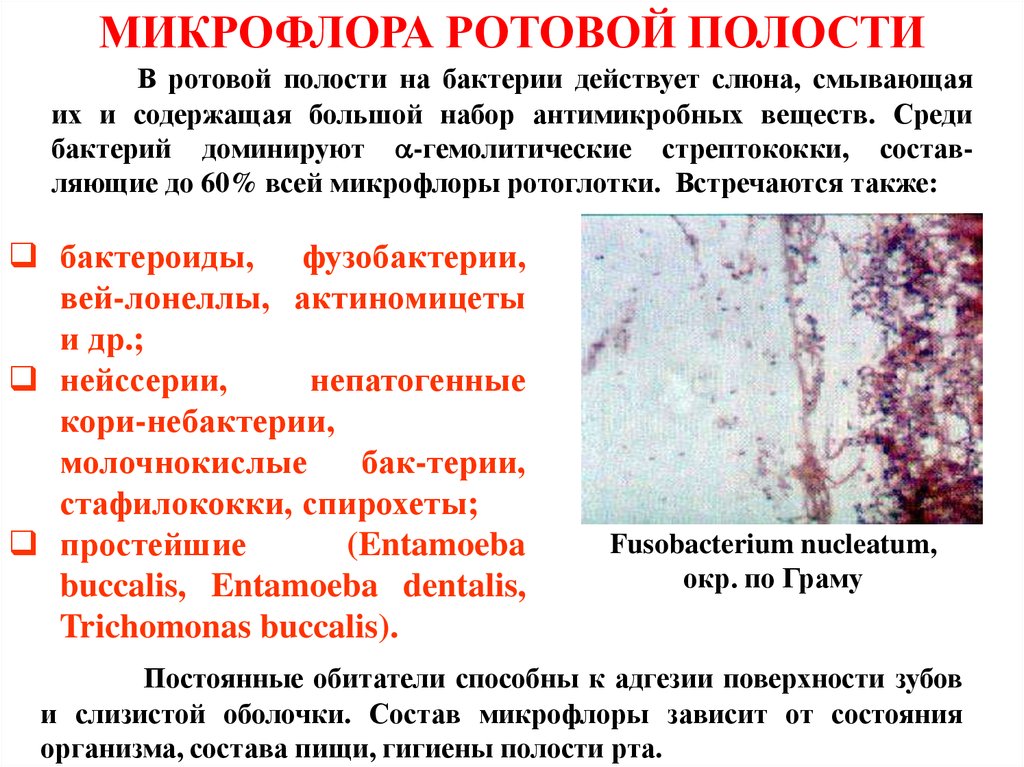 Микроорганизмы полости рта. Микрофлора ротовой полости. Условно патогенная микрофлора полости рта. Микрофлора полости рта микробиология.