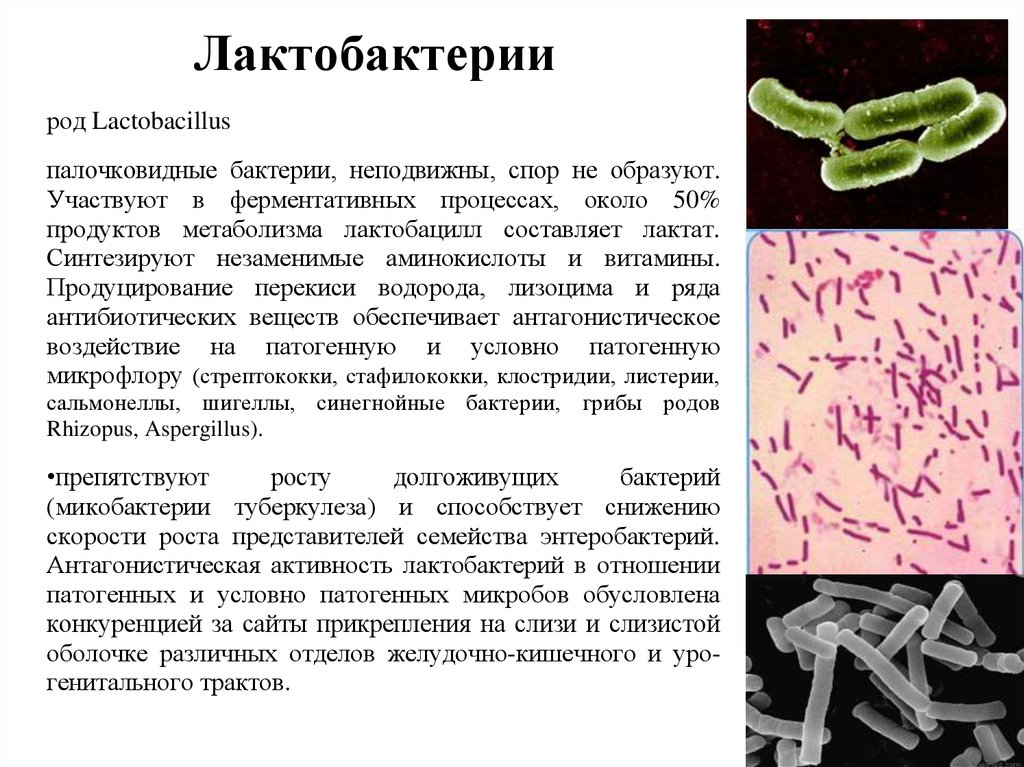 Роды бактерий. Бифидобактерии и лактобациллы в толстой кишке. Лактобактерии и бифидобактерии функции. Лактобактерии микробиология морфология. Функции бифидобактерий и лактобактерий.