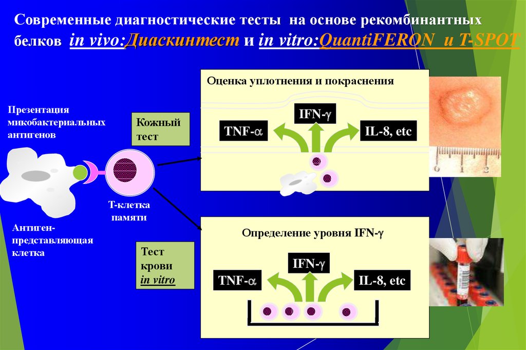 Тест vivo. Тесты in vivo. Диаскинтест биологические и иммунологические свойства. In vitro тесты на туберкулез. Тестирование in vivo это.