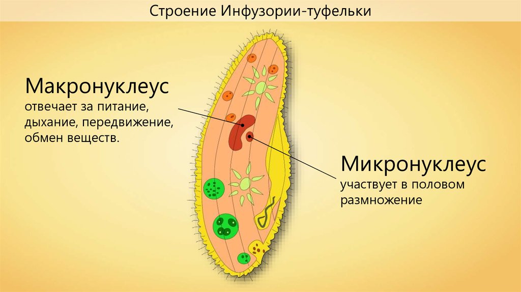 Инфузория туфелька тип питания