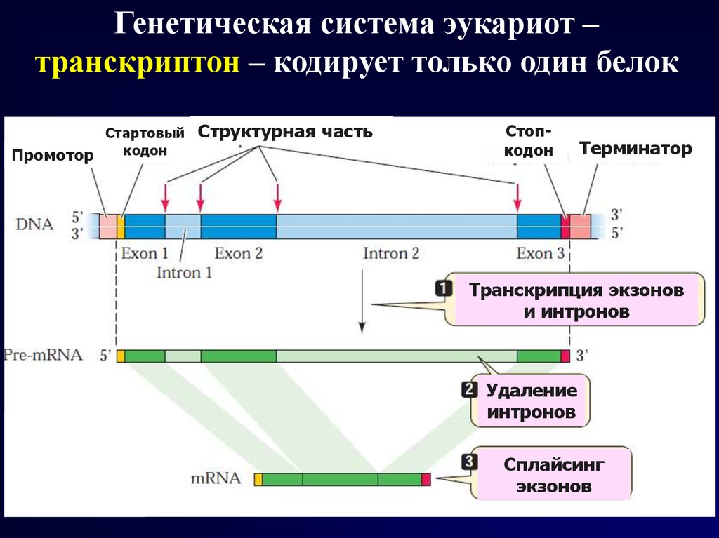 Эукариоты наследственная информация. Оперон и транскриптон. Строение оперона и транскриптона. Гены транскриптона. Промотор Гена эукариот.