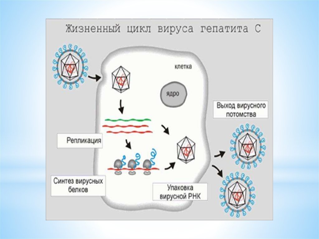 Синтез вирусного. Стадии жизненного цикла вируса. Фазы жизненного цикла вируса. Жизненный цикл вируса состоит из 6 стадий. Жизненный цикл вируса схема.