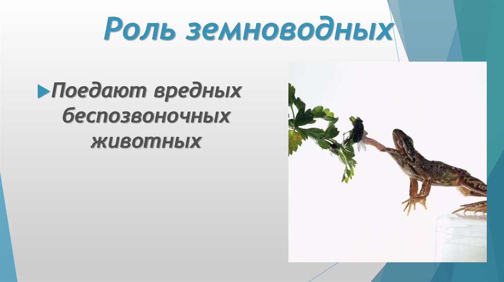 Роль земноводных в природе. Функции земноводных. Роль земноводных в природе кратко. Роль земноводных в природе и жизни человека 7 класс.