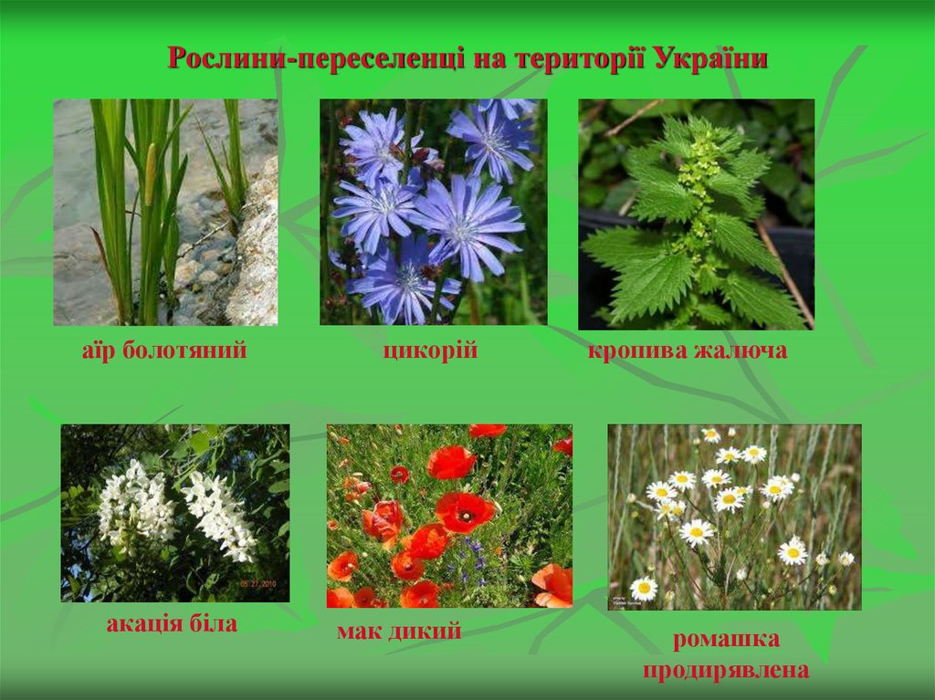 Рослини-переселенці на території України