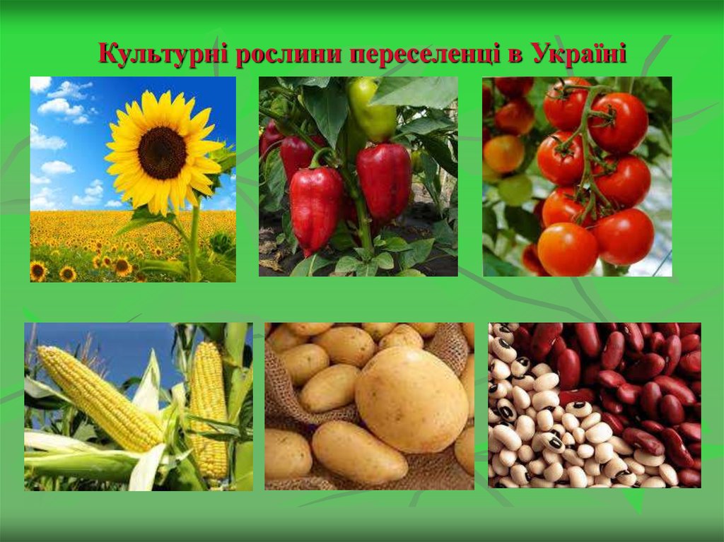 Культурні рослини переселенці в Україні