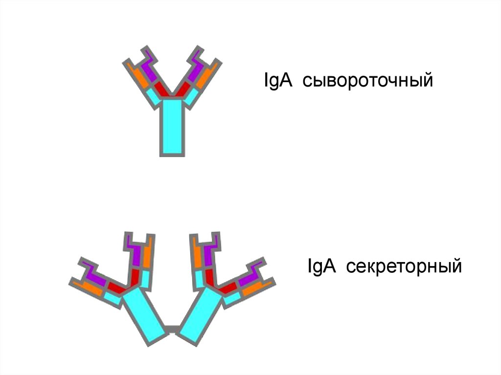Секреторный иммуноглобулин а. Iga сывороточный и секреторный. Iga антитела. Секреторный и сывороточный иммуноглобулин а.