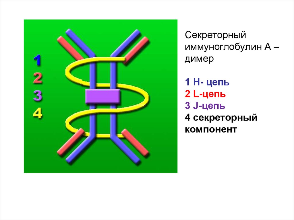 Секреторный иммуноглобулин а