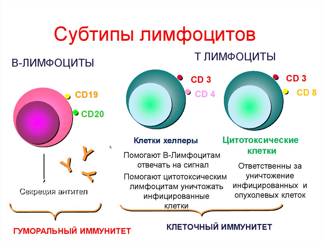 Действия лимфоцитов. Т лимфоциты. B-лимфоциты. Классификация т лимфоцитов. Лимфоциты строение.