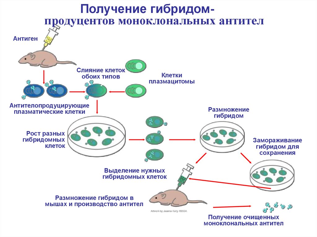 Получение гибридов на основе соединения клеток. Схема получения моноклональных антител. Гибридомная технология. Антителопродуцирующие клетки. Клеточный и гуморальный иммунитет.