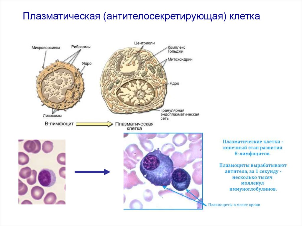 1 плазматическая клетка. Плазматические клетки проплазмоциты. Плазматические клетки гистология функции. Плазмоциты и б лимфоциты. Строение и функции плазмоцитов.
