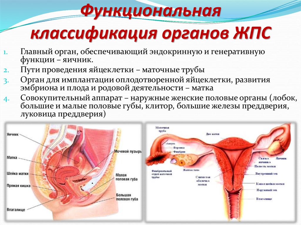 Строение и функции женских органов