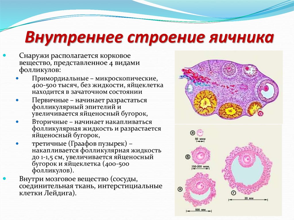 Внутреннее строение яичника. Послойное строение яичников. Корковое вещество яичника анатомия. Яичник функции анатомия. Фолликулы в яичниках анатомия.