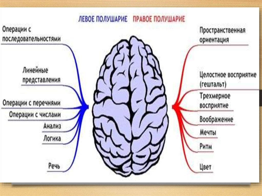 Правое и левое полушарие мозга презентация